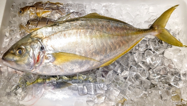 shima-aji