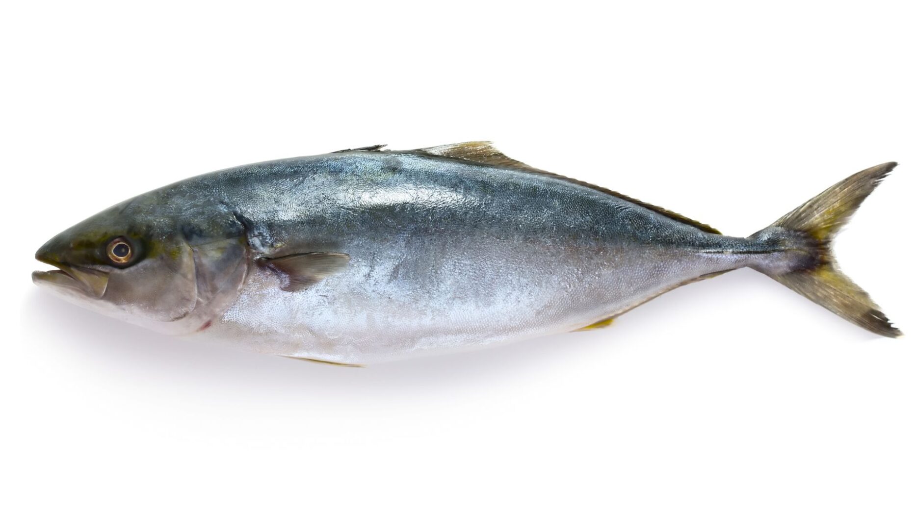 【maguro】What is maguro in sushi?鮪 | SUSHILIVE