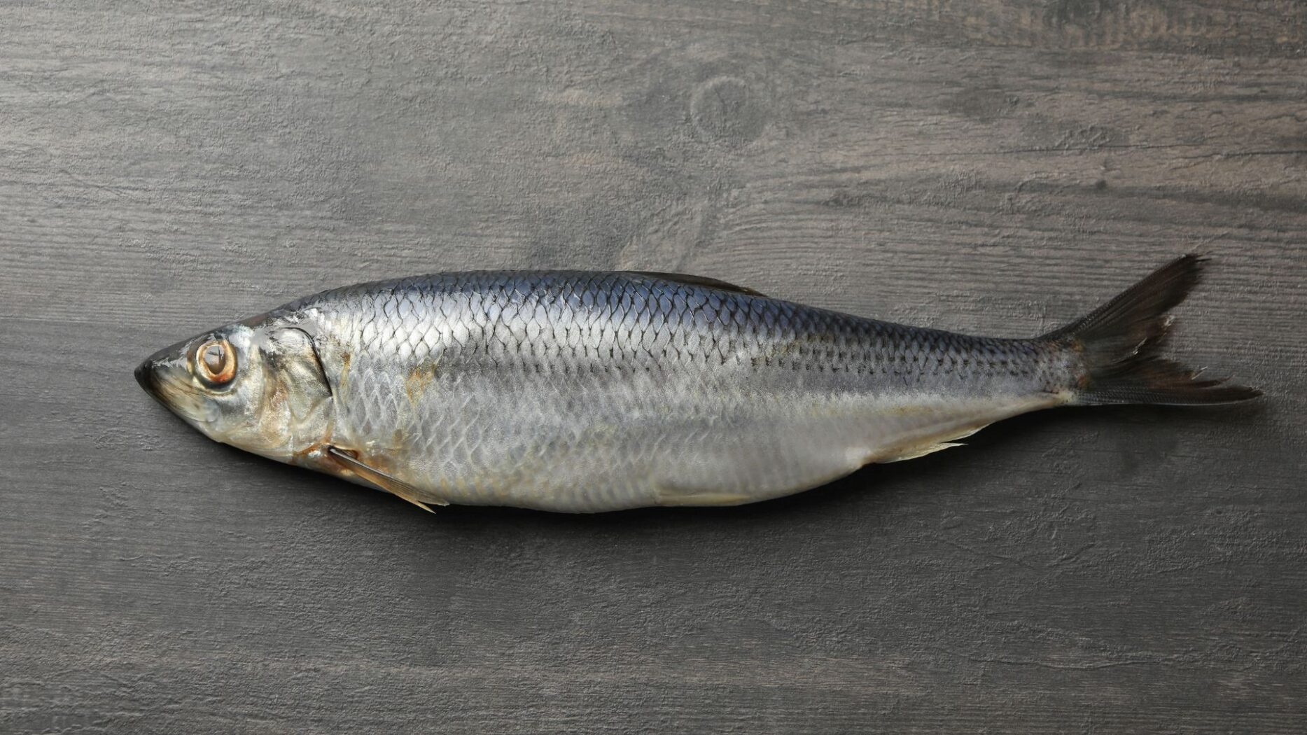 【nishin】What is nishin in sushi?鯡 | SUSHILIVE