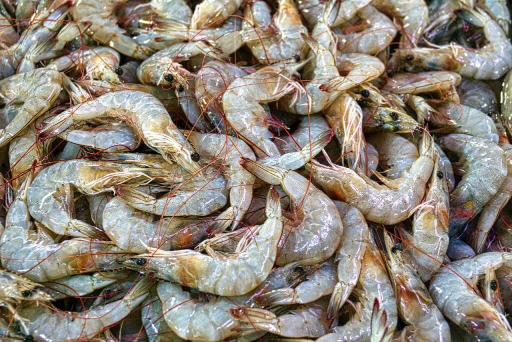 shrimp