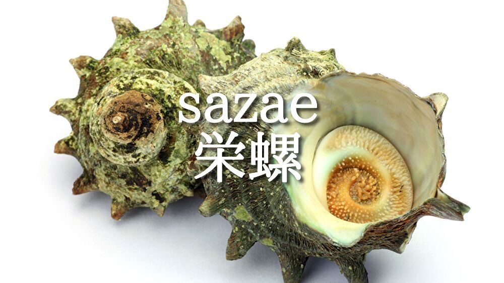 sazae