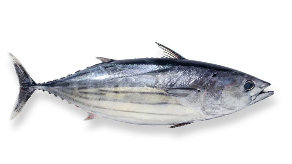 katsuo